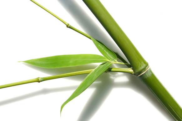 Bamboo Bamboo